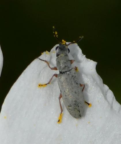 Danacea longiceps